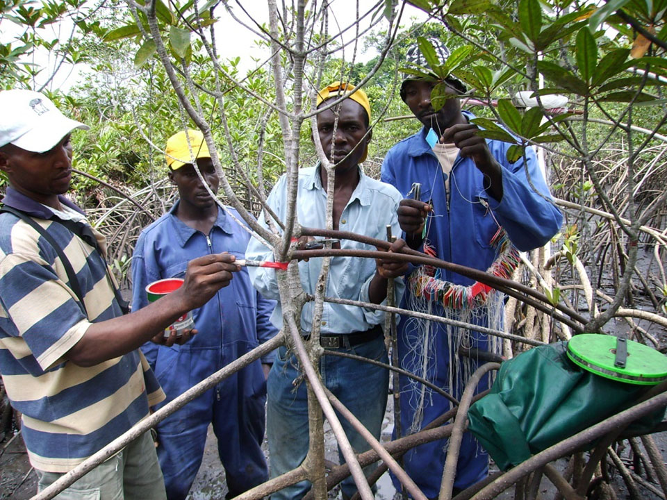 Mangrove tree tagging in PSP-Cameroon 2003